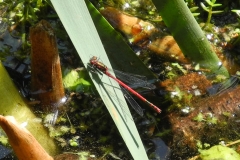 Damsel fly cropped